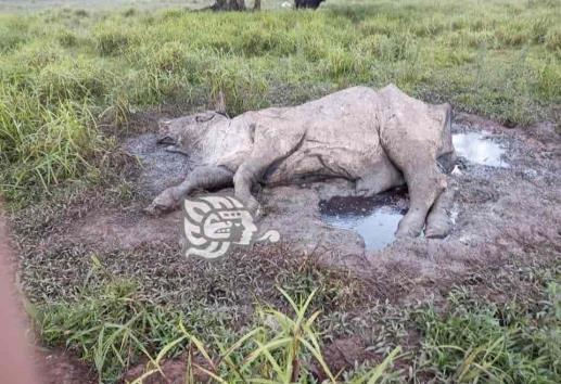 Obras de GSM dañan flora y fauna del Uxpanapa; campesinos denuncian abusos