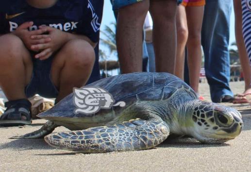 Tortugas en Veracruz mueren por consumo de plástico