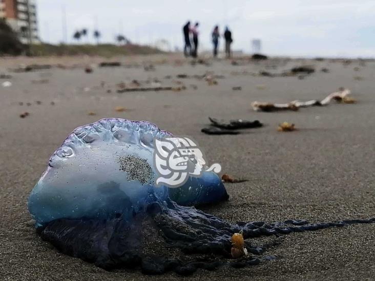 Restos de crudo y aguamalas tapizan playas de Coatzacoalcos