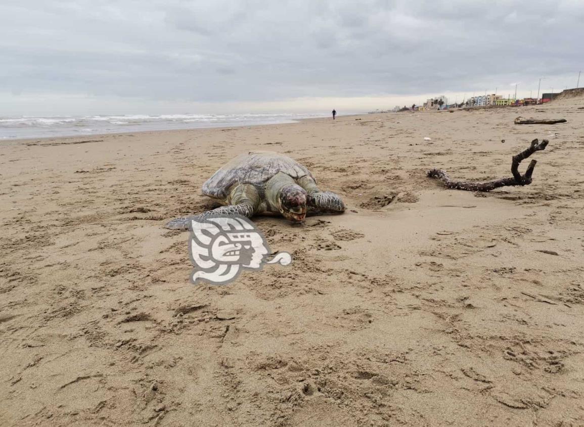 Encuentran caguama muerta en playa de Coatzacoalcos