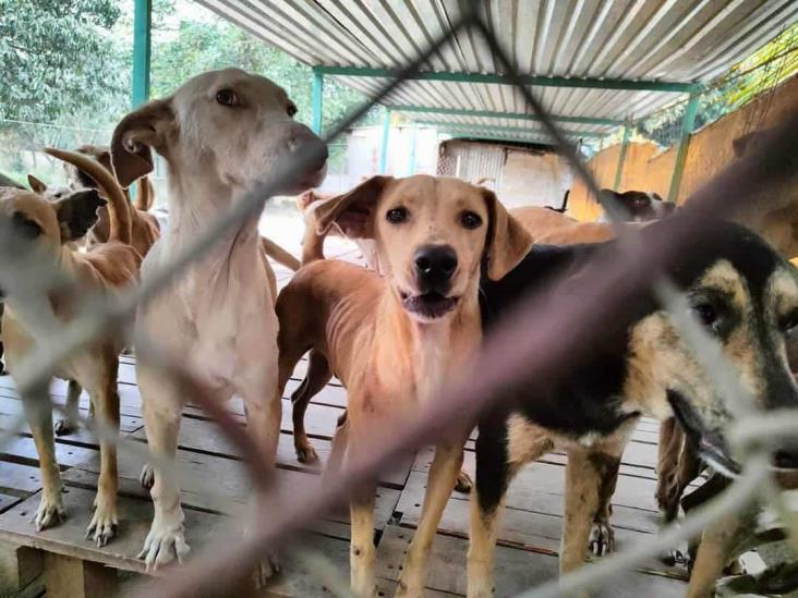 ¡Entérate! Habrá croquetón en Veracruz para ayudar a perros y gatos de La Roca A.C