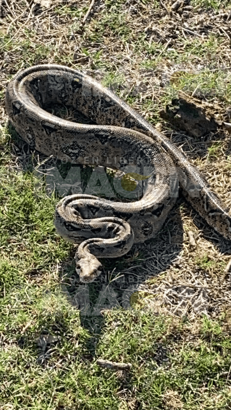 Encuentran boa en campo de golf de Veracruz