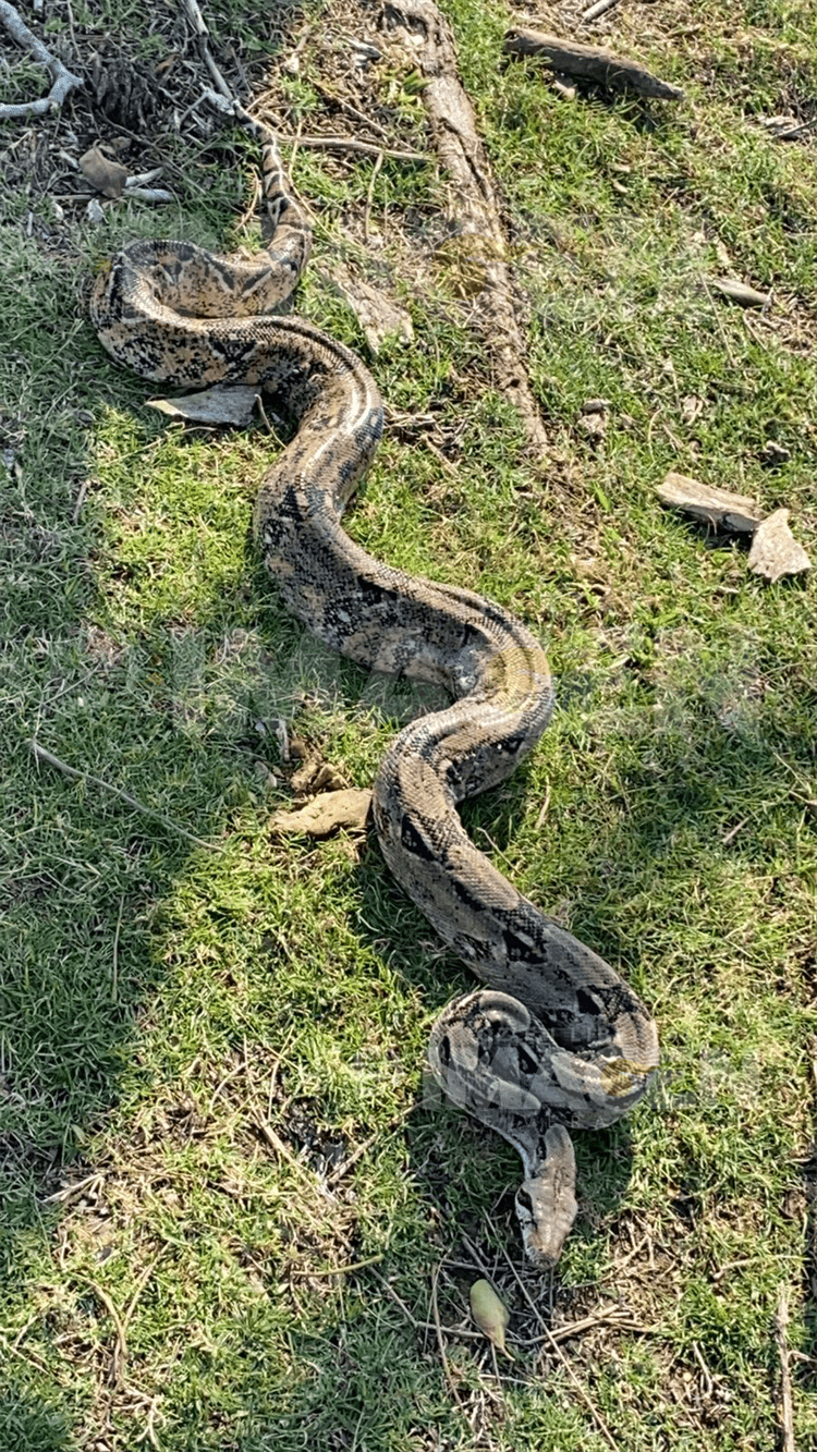 Encuentran boa en campo de golf de Veracruz