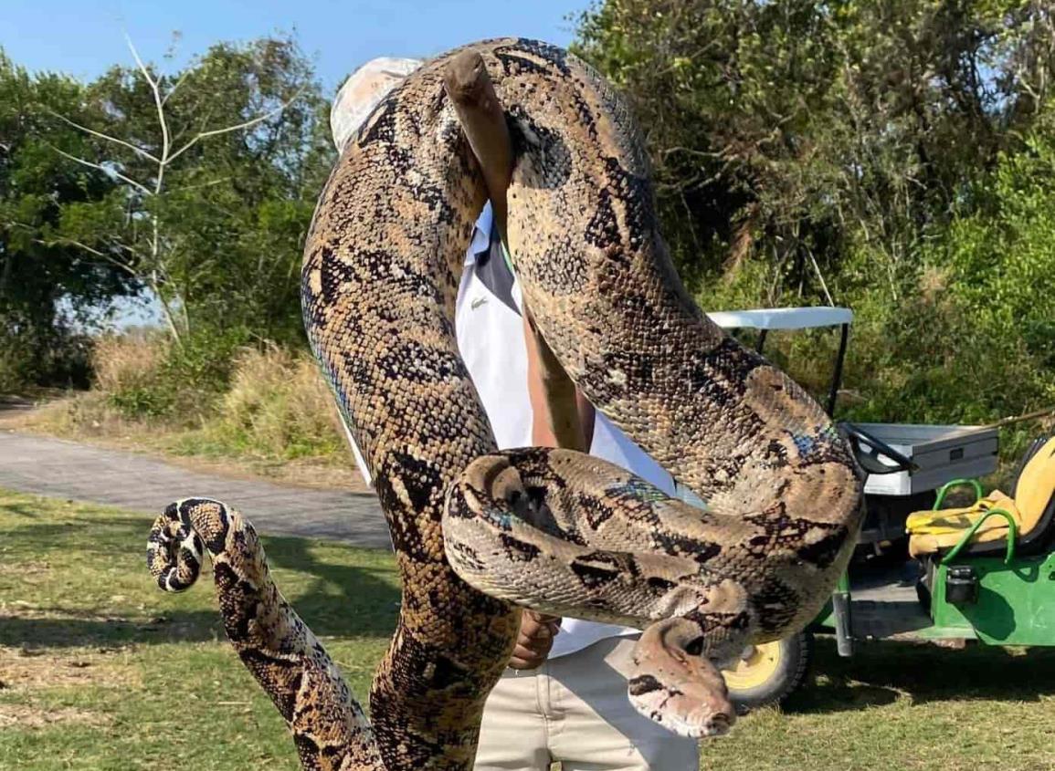 Encuentran boa en campo de golf de Veracruz