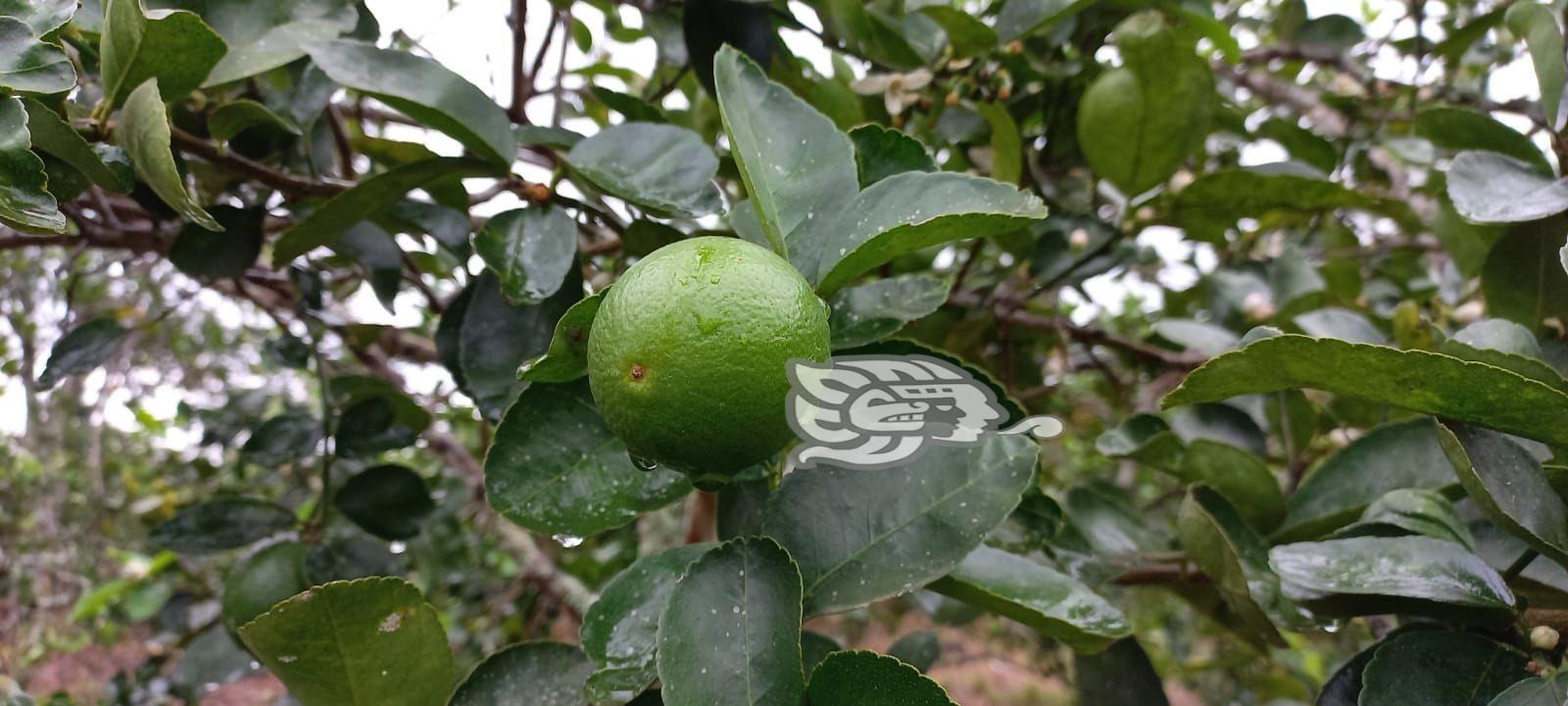 En Veracruz, peligran sembradíos de limón por Dragón Amarillo; empeoraría desabasto