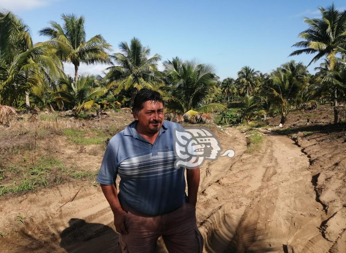 Productores del ejido colorado aguardan el Festival del Coco