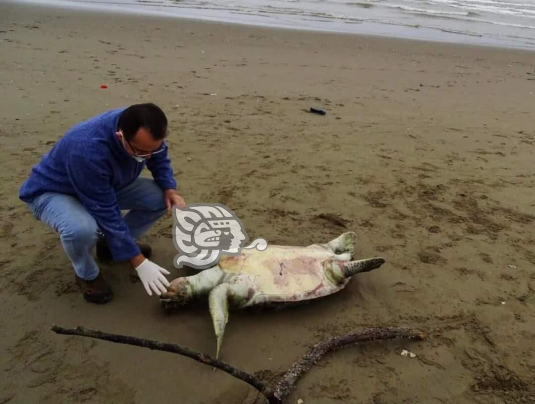 No es común que aparezcan tantas tortugas muertas en Coatzacoalcos