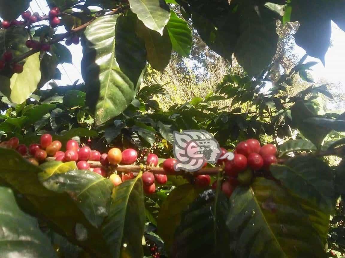 Más de 40 mil cafeticultores dejaron de producir en la región cafetalera de Veracruz