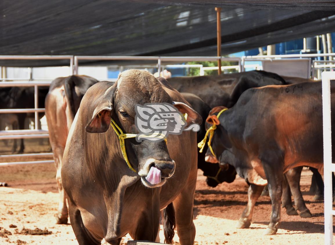 Persiste rabia paralítica bovina en el sur de Veracruz: Senasica