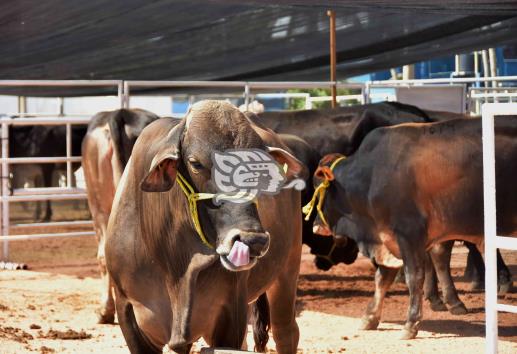 Norte y sur de Veracruz, con presencia de rabia paralítica bovina