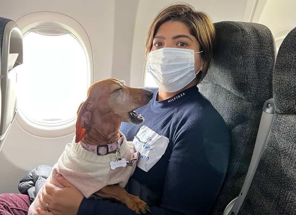 Ramona, la perrita mexicana que logró escapar de la guerra en Ucrania