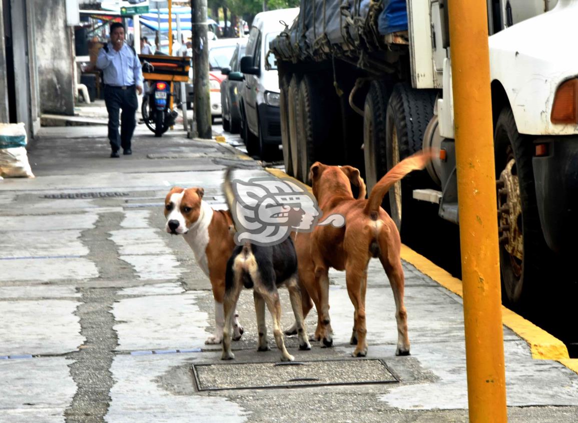 Las Choapas, con más casos de agresiones hacia perros 