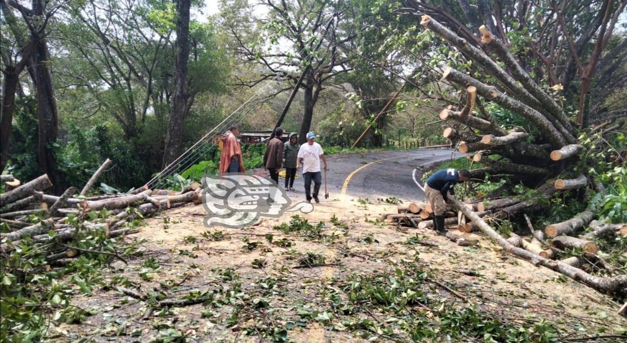Cortes eléctricos y caída de árbol provoca FF en Acayucan