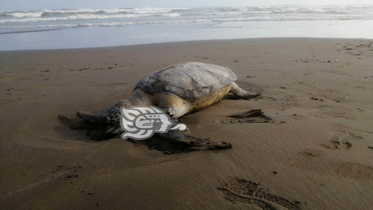 Aparece otra tortuga muerta en Coatzacoalcos