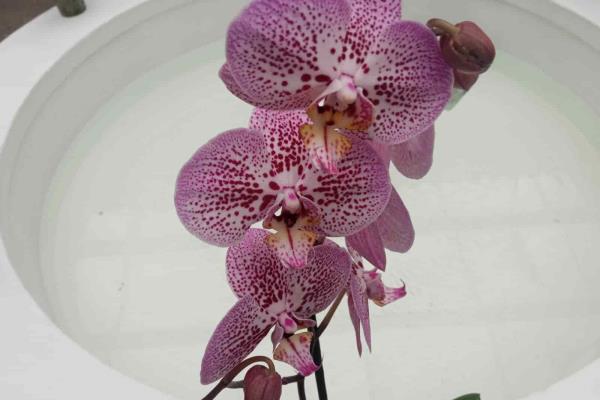 ¡Ya viene el Festival Internacional de la Orquídea en Coatepec!