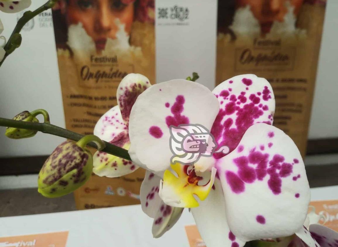 Tráfico de orquídeas pone en riesgo a distintas especies, como la vainilla