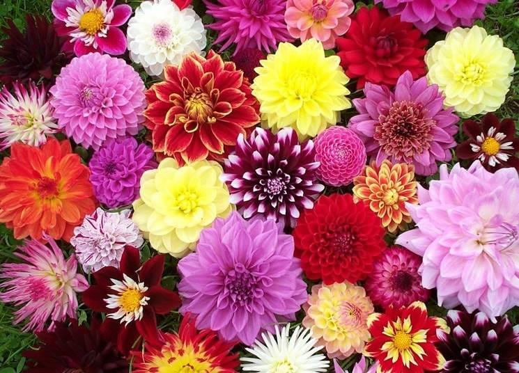 Flores endémicas de México, un orgullo nacional