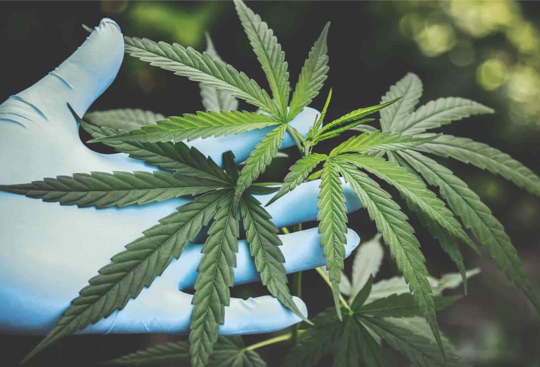 Dan permiso a empresa canadiense para cultivar marihuana en México