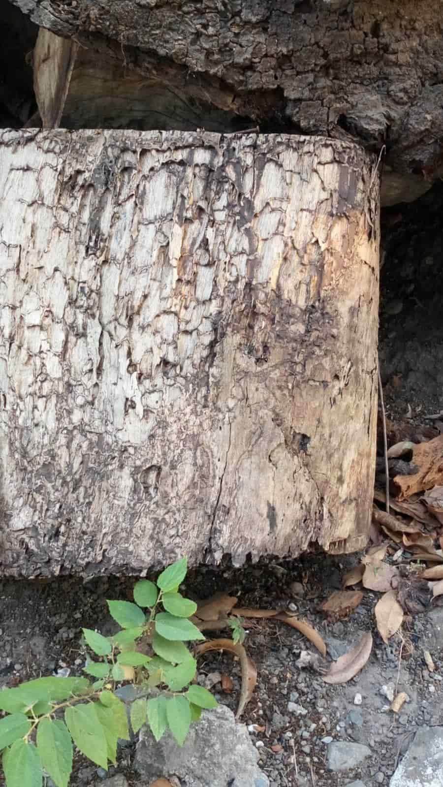 En La Antigua, rostro de Jesucristo sigue intacto a un año de su aparición