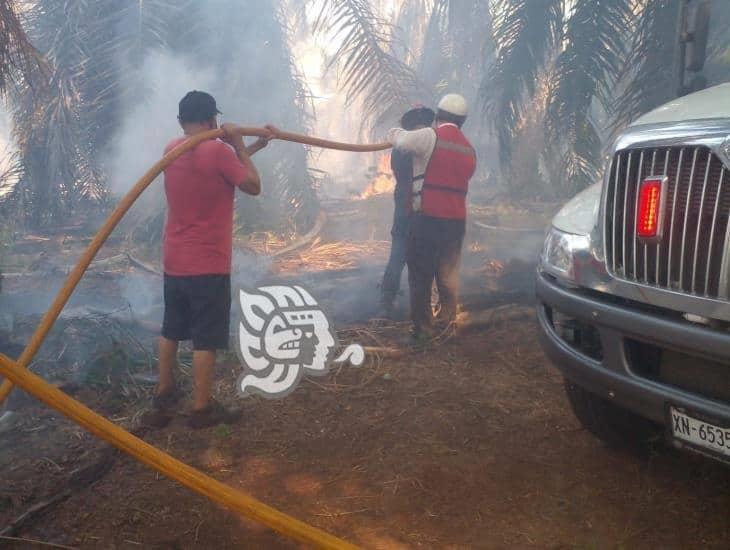 Incendio consume 5 hectáreas de vegetación y Palma de aceite