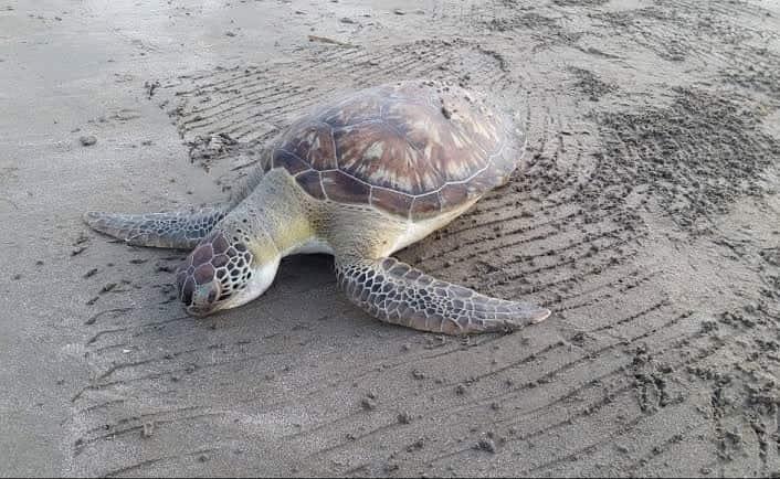 Turistas hallan muerta una tortuga en playas de Alvarado