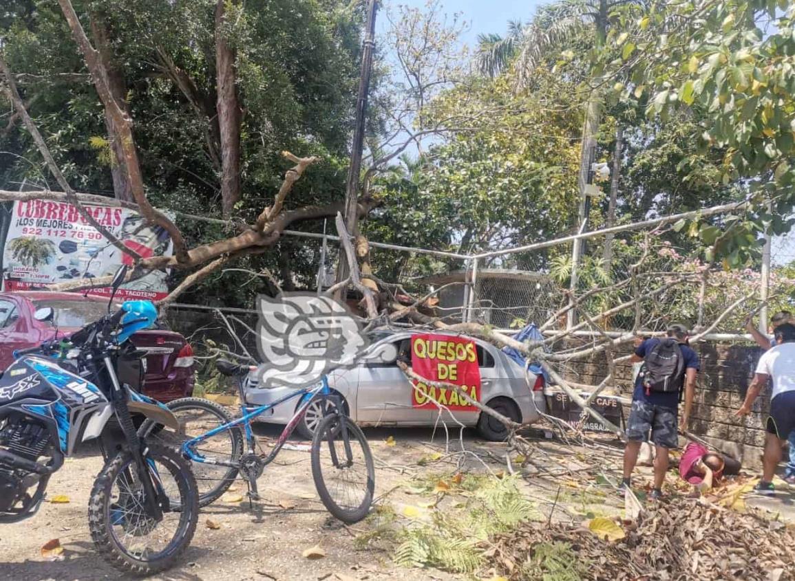 Árbol cae sobre autos en Minatitlán; un comerciante resulta herido