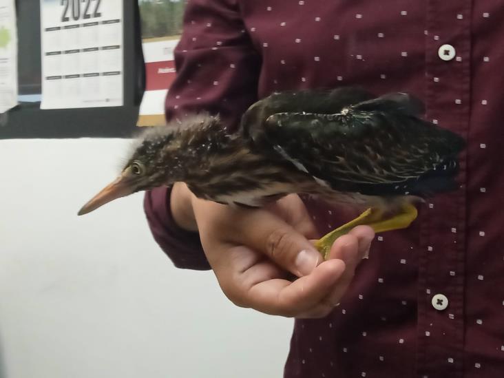 Rescatan garcita verdosa bebé en Laguna de Nogales