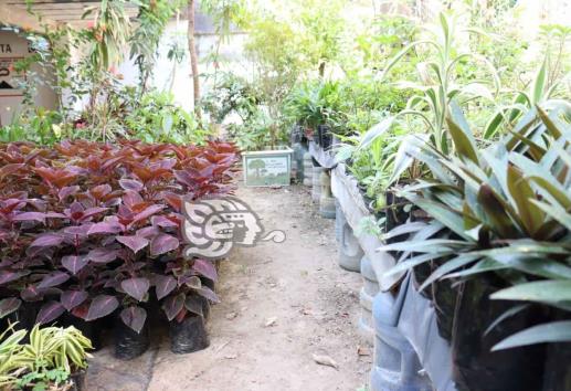 Buscan en Nanchital producir al menos 10 mil plantas por año 