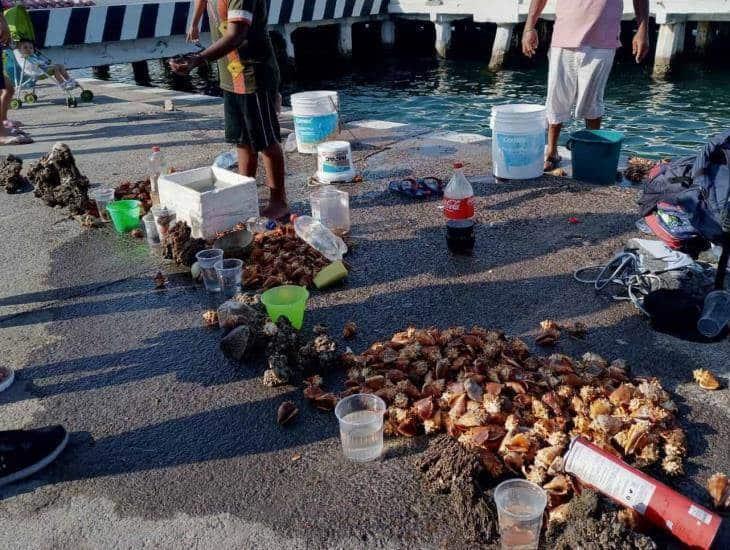 Comercio ilegal de especies marinas en Veracruz