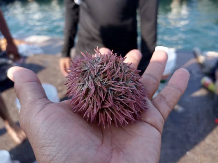 Comercio ilegal de especies marinas en Veracruz