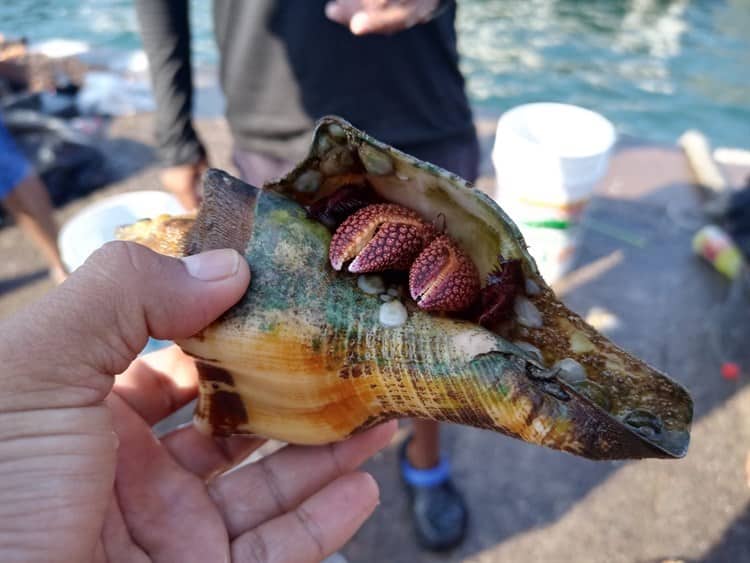 Comercio ilegal de especies marinas en Veracruz