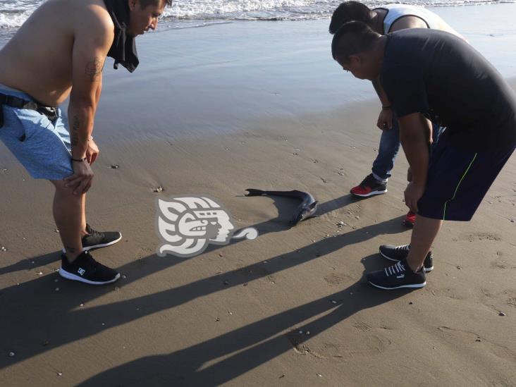 Encuentran sin vida a pez rémora en las playas de Coatzacoalcos