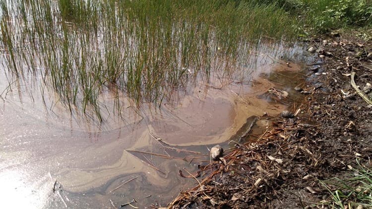 Gobierno de Veracruz y PMA dragarán la Laguna de San Julián