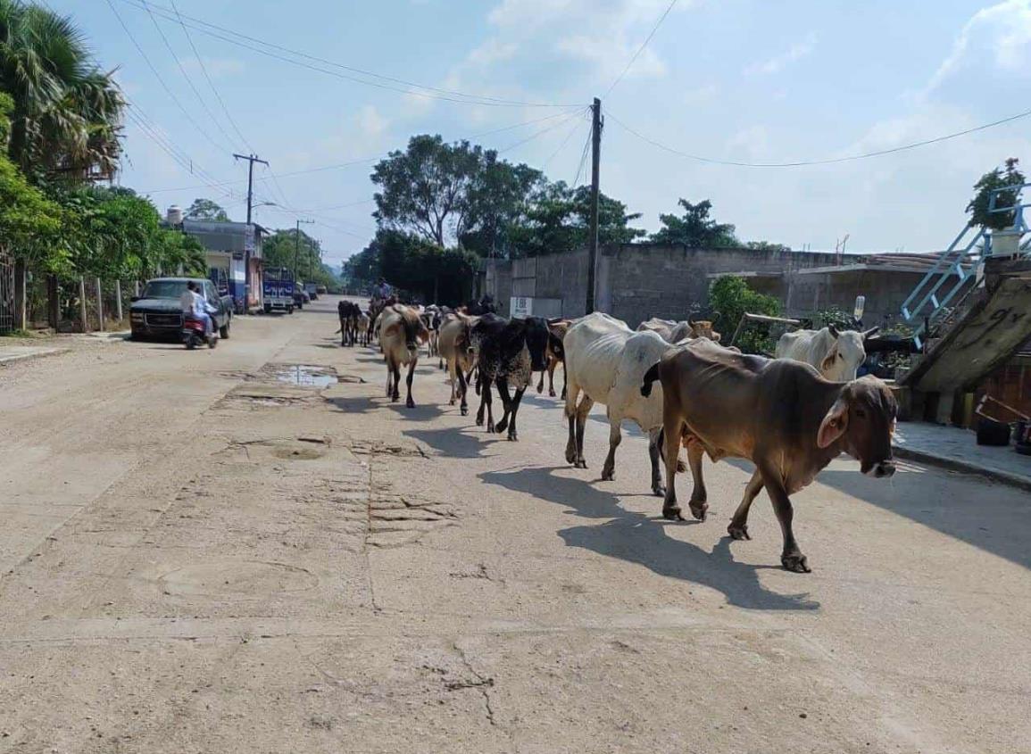 Reducirán impuestos sobre facturación de ganado en Carranza