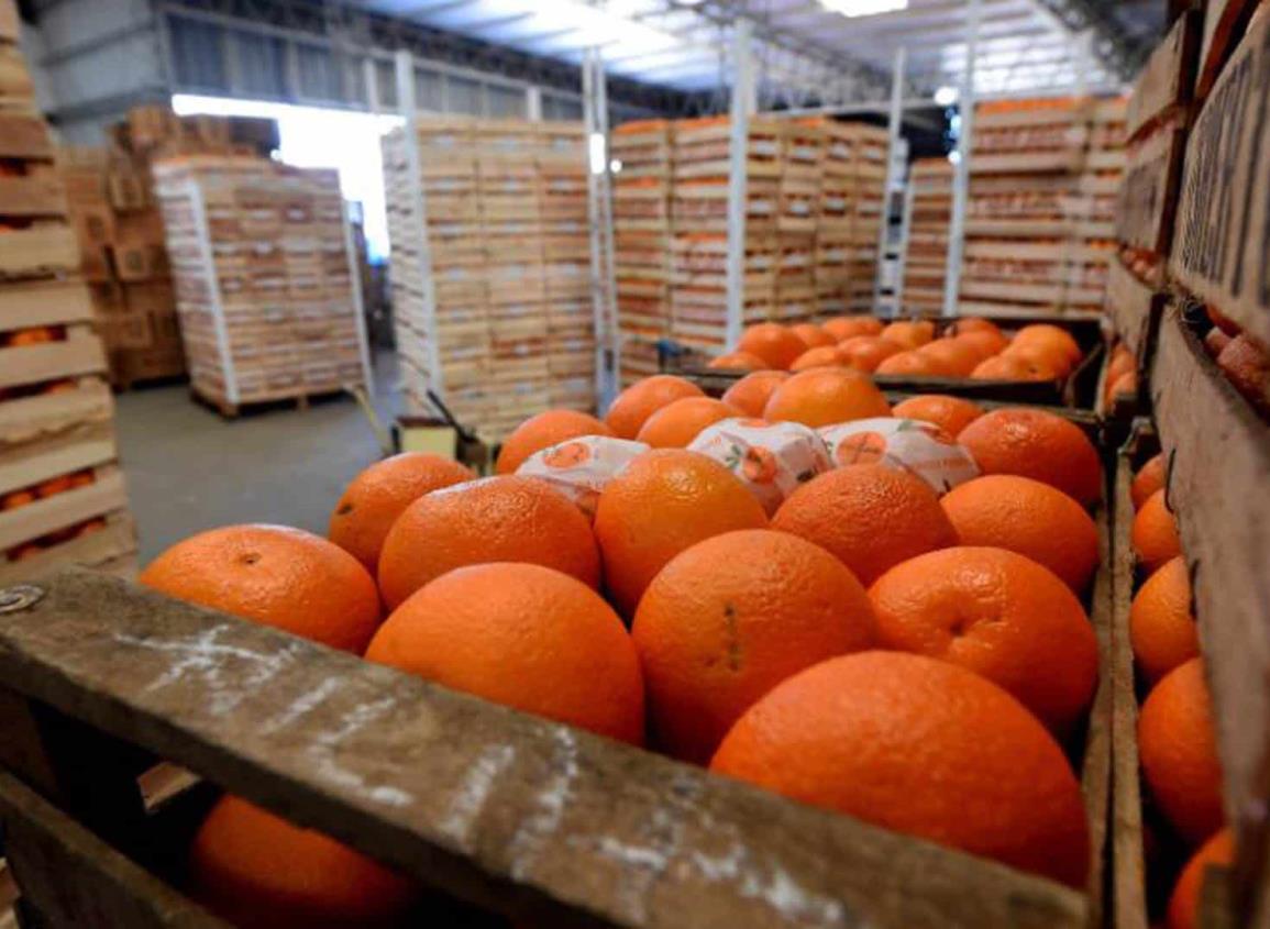 Veracruz, líder en producción de naranja en México