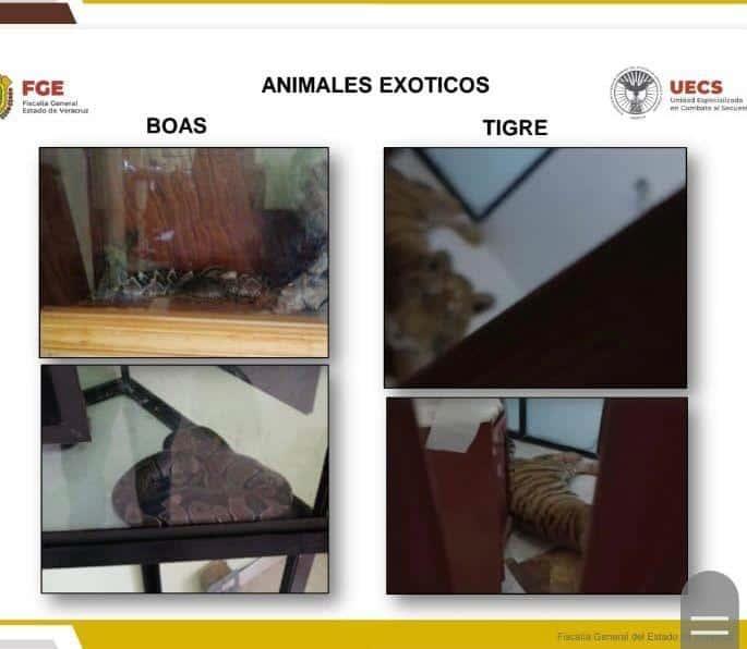 Detienen a cinco con armas y un tigre en Tuxpan