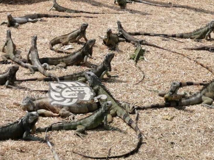 Iguanas del Paseo Ribereño, sufren por falta de alimento