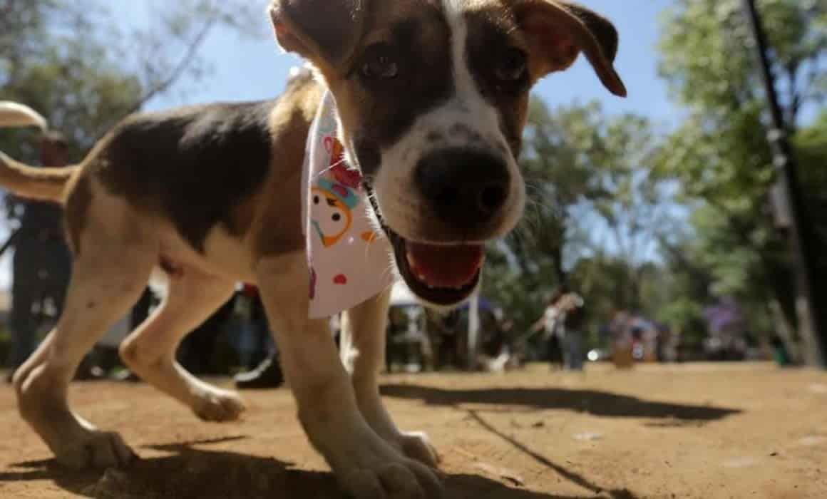 Queman vivos a 4 cachorritos en Oaxaca