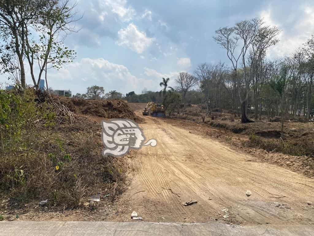 Deforestación en Xalapa provoca proliferación de fauna en zona urbana: Inecol