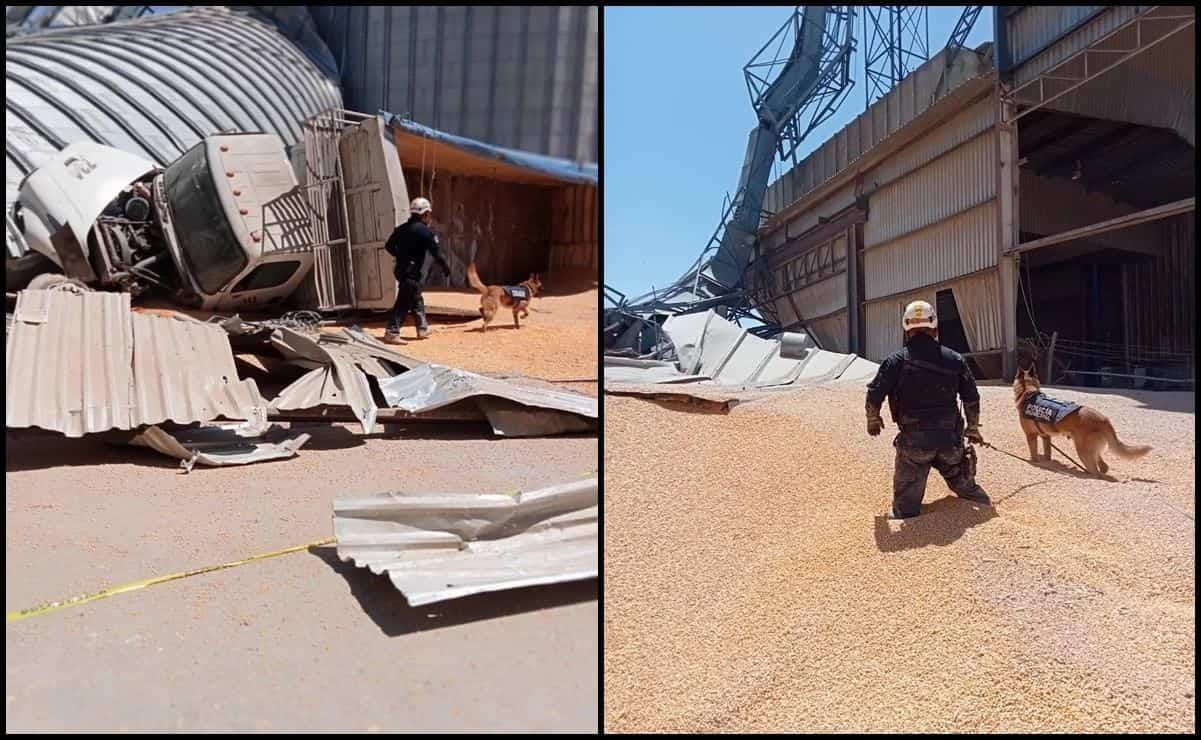 Hallan cuerpo de trabajador atrapado en derrumbe de un silo de maíz en Torreón