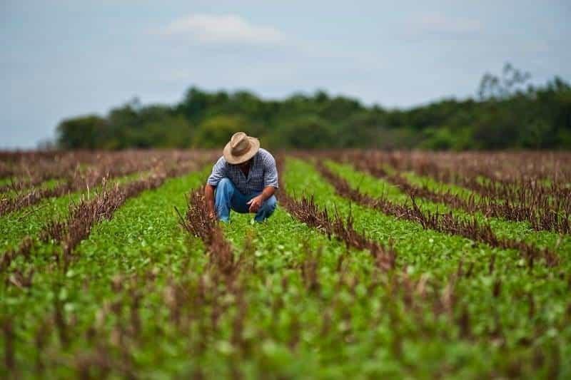 En 2023, se reporta la mayor afectación al campo y ganadería en Veracruz: Sedarpa