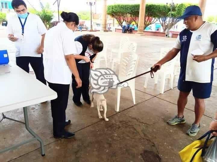 Inicia la aplicación de vacuna antirrábica para perros y gatos en Tatahuicapan