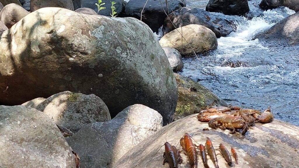 Envenenan al río Chico con pesticidas; causan mortandad de 100 kilos de camarón