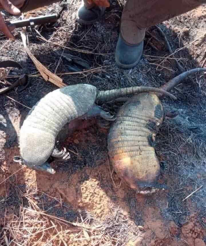 Afectaciones a fauna por incendios forestales en Veracruz