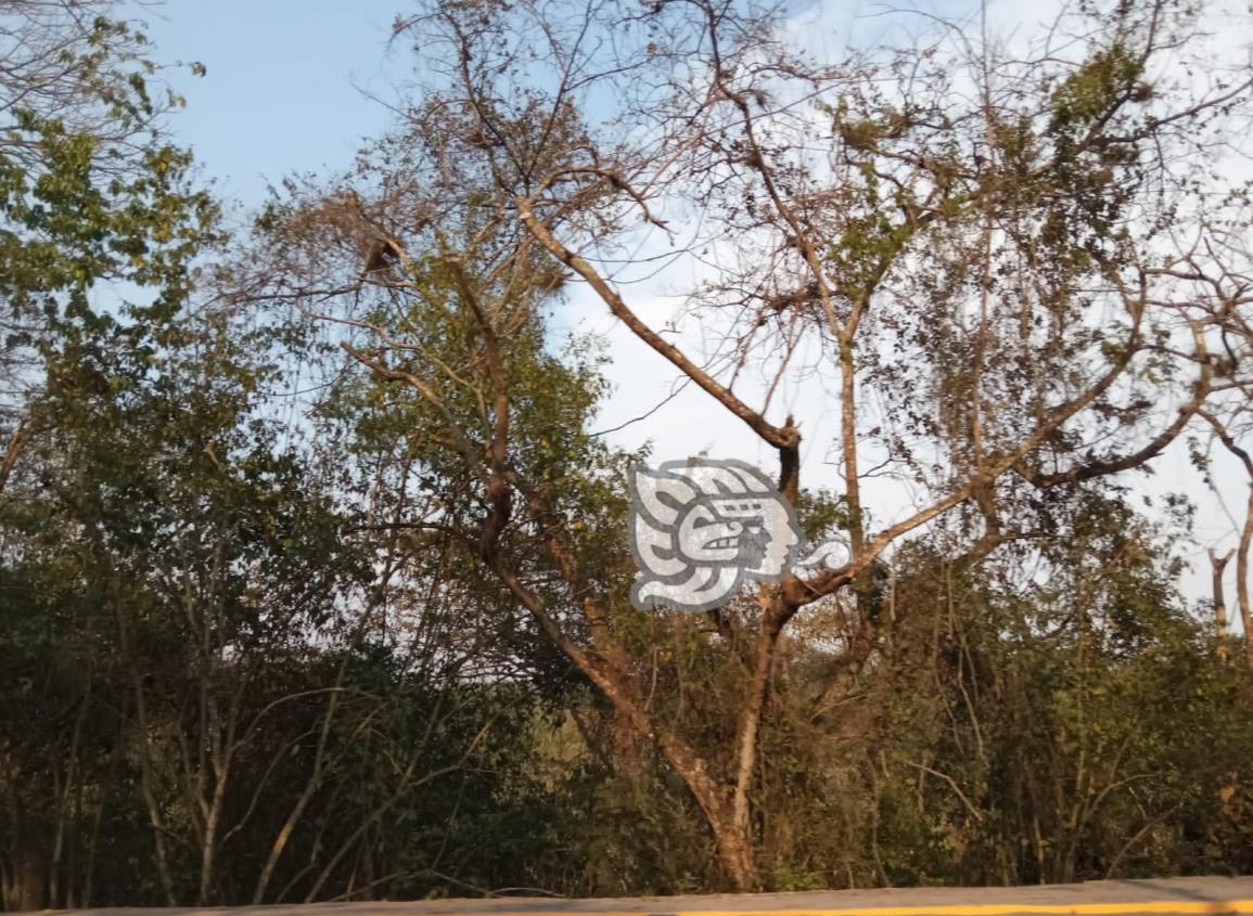 Expansión desordenada Xalapa: entre pérdida de vegetación y de agua