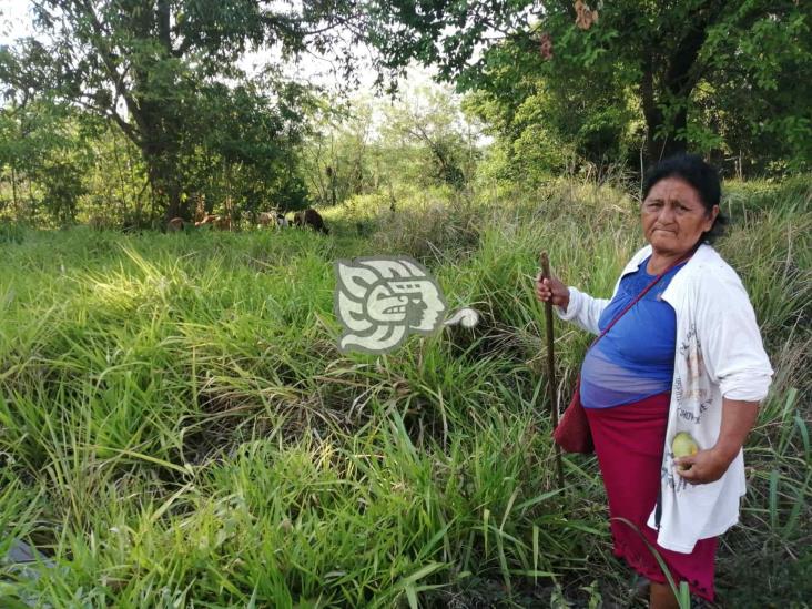 Pastoreando borregos y con venta de carne y chicharrón Doña Braulia se gana la vida