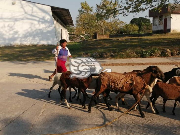 Pastoreando borregos y con venta de carne y chicharrón Doña Braulia se gana la vida