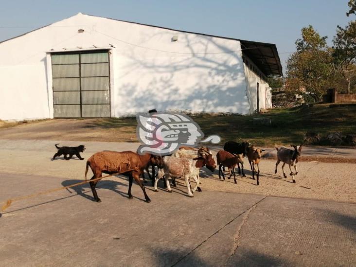 Pastoreando borregos y con venta de carne y chicharrón Doña Braulia se gana la vida