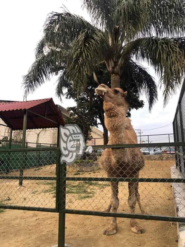 ‘Altas temperaturas no han afectado a animales en UMA de Orizaba’, aseguran