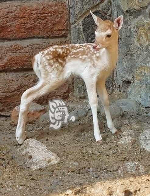 ‘Altas temperaturas no han afectado a animales en UMA de Orizaba’, aseguran